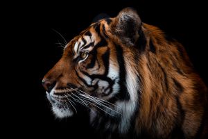 Fotokunst schilderij tijger
