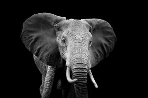Beton schilderij olifant