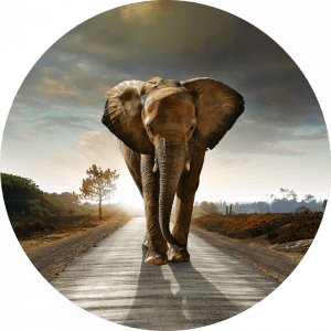 Rond beton schilderij horizon olifant