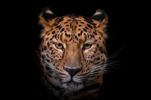 Fotokunst schilderij luipaard zwart