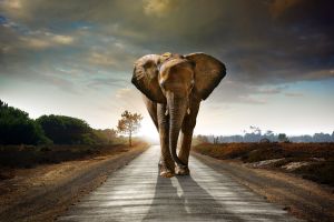 Fotokunst schilderij horizon olifant