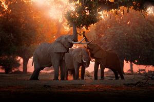 Beton schilderij zonsondergang olifanten