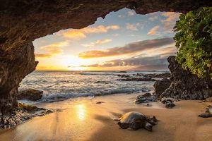 Fotokunst schilderij turtle beach