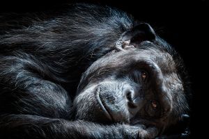 Fotokunst schilderij chimpansee