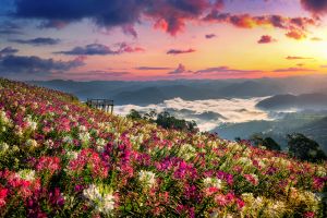 Fotokunst schilderij flower field sunrise