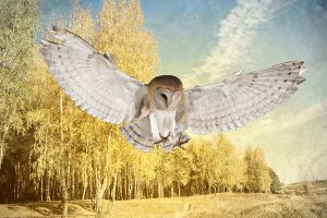 Fotokunst schilderij uil 