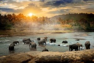 Fotokunst schilderij kudde olifanten