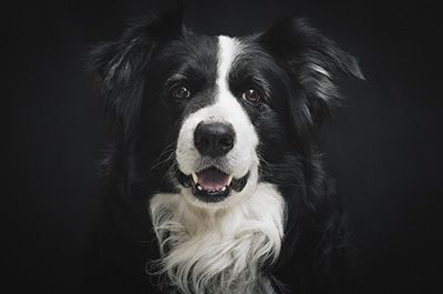 Honden Schilderijen Blog